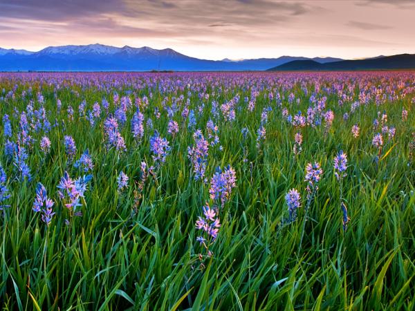Sunrise_at_Camas_Prairie_Centennial_Park