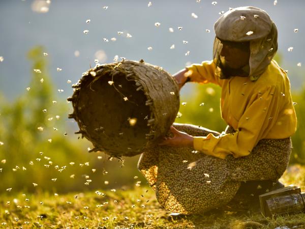 Film: Honeyland