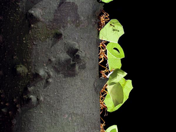 Catherine Chalmers Leafcutters