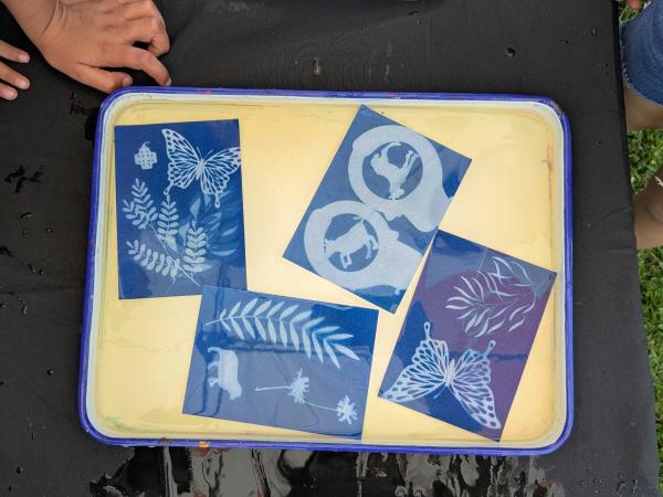 Cyanotypes